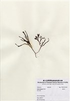 藏品(鐵釘菜)的圖片